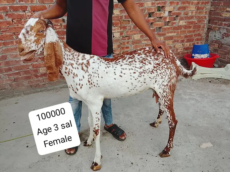 betal male — photo 3