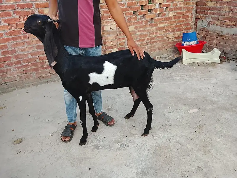betal male — photo 11