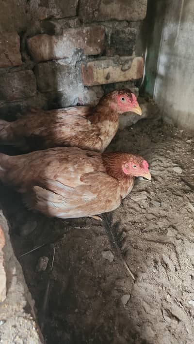 kurk hens