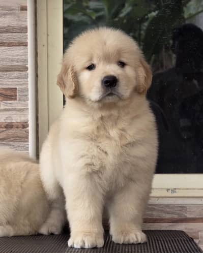 Golden Retriever Microchip Pedigree Puppy