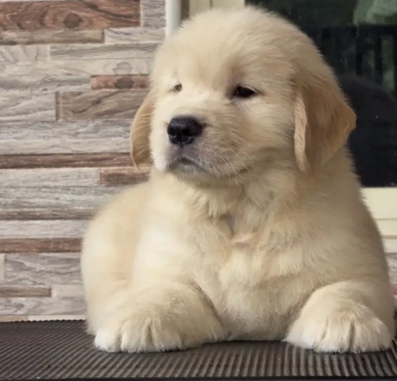 Golden Retriever Microchip Pedigree Puppy — photo 2