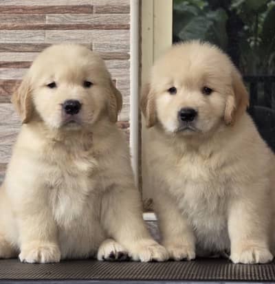 Golden Retriever Microchip Pedigree Puppy