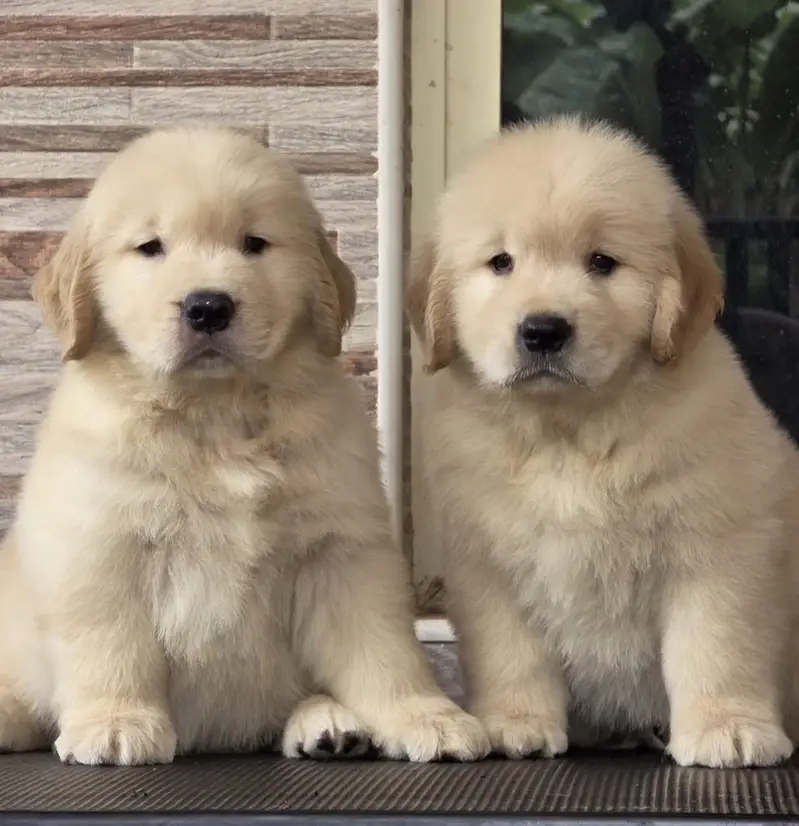 Golden Retriever Microchip Pedigree Puppy — photo 3