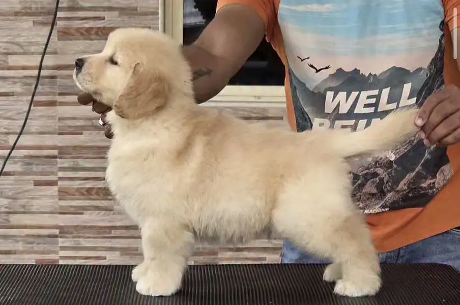 Golden Retriever Microchip Pedigree Puppy — photo 4