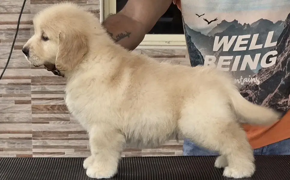 Golden Retriever Microchip Pedigree Puppy — photo 5
