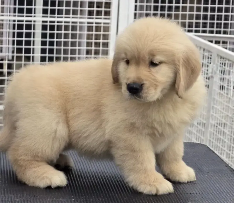 Golden Retriever Microchip Pedigree Puppy — photo 6