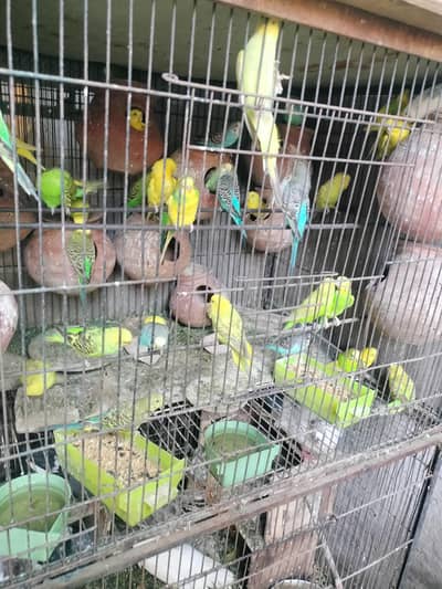 Australian parrot 