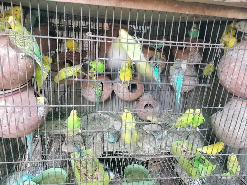 Australian parrot  — photo 2