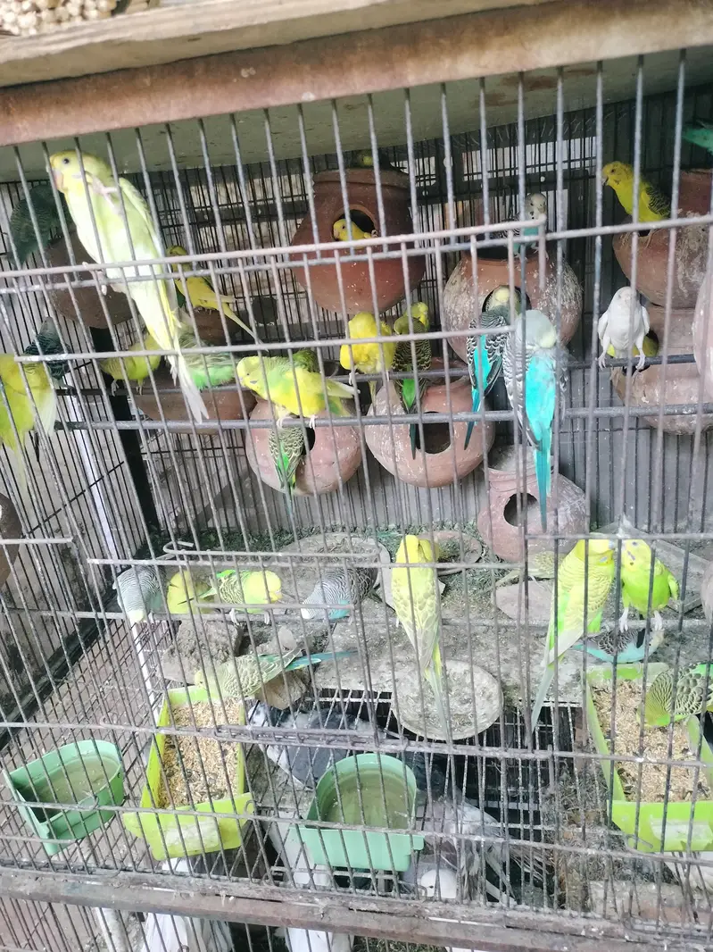 Australian parrot  — photo 3