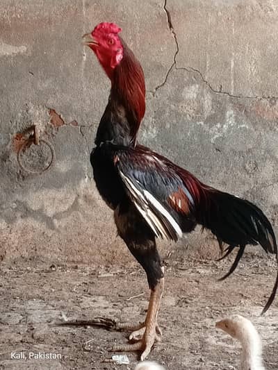 Pure Sindhi Tall hieghted