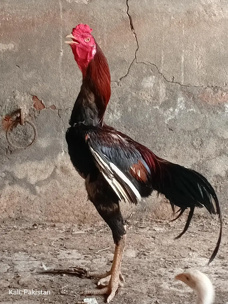 Pure Sindhi Tall hieghted — photo 2