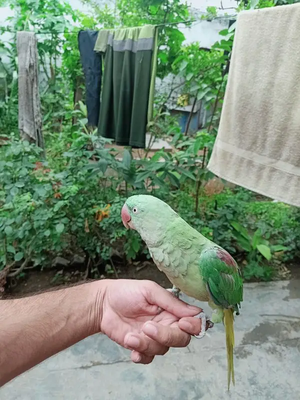 Raw parrot for sale — photo 6