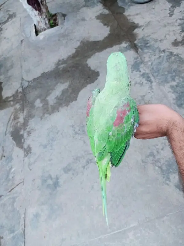 Raw parrot for sale — photo 7