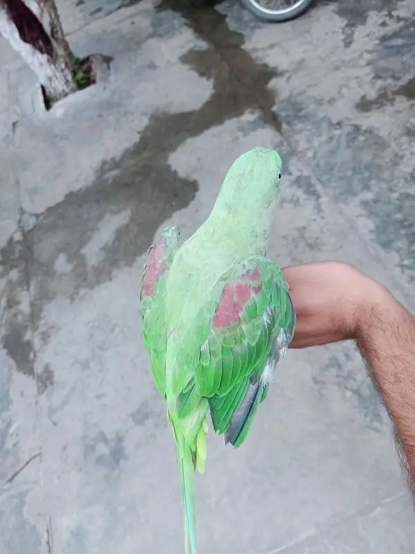 Raw parrot for sale — photo 8