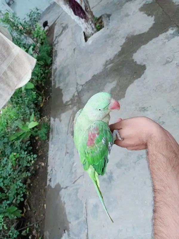 Raw parrot for sale — photo 9