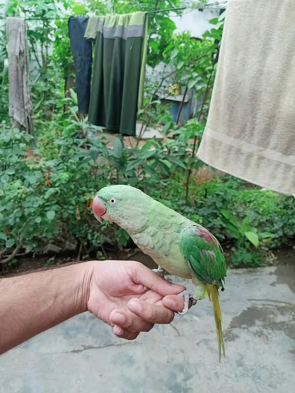 Raw parrot for sale — photo 10