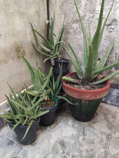 Aloe Vera Plants with free Pots