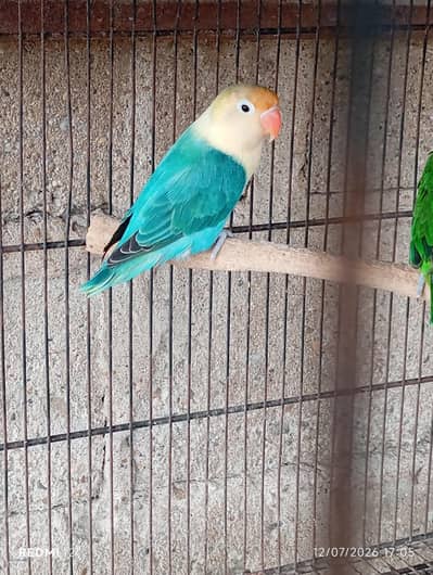 Lovebirds For Sale