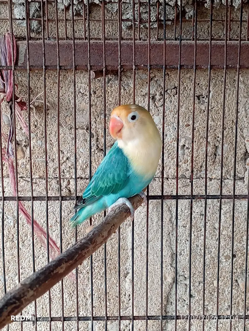 Lovebirds For Sale — photo 2