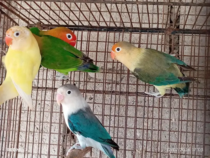Lovebirds For Sale — photo 3