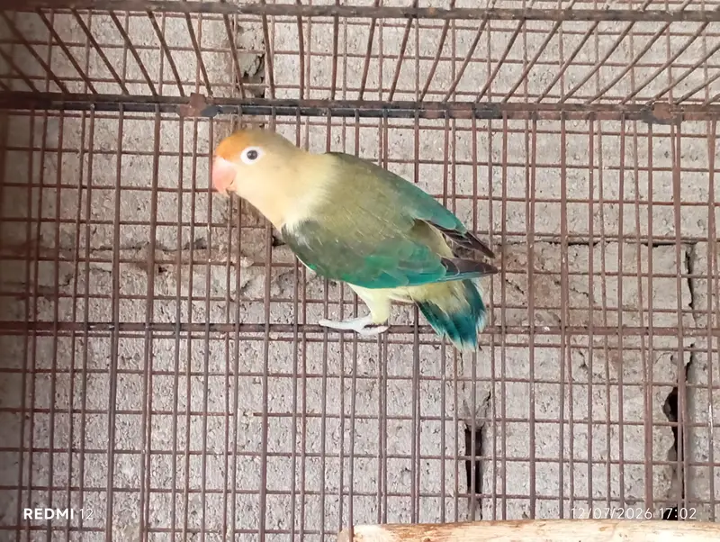 Lovebirds For Sale — photo 4