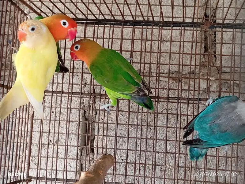 Lovebirds For Sale — photo 5