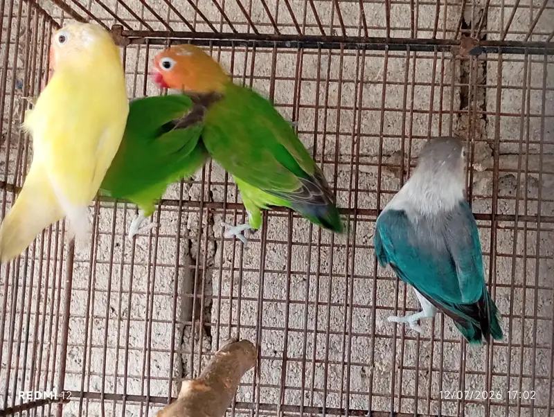 Lovebirds For Sale — photo 6