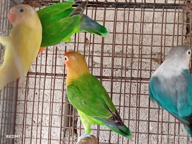 Lovebirds For Sale — photo 7