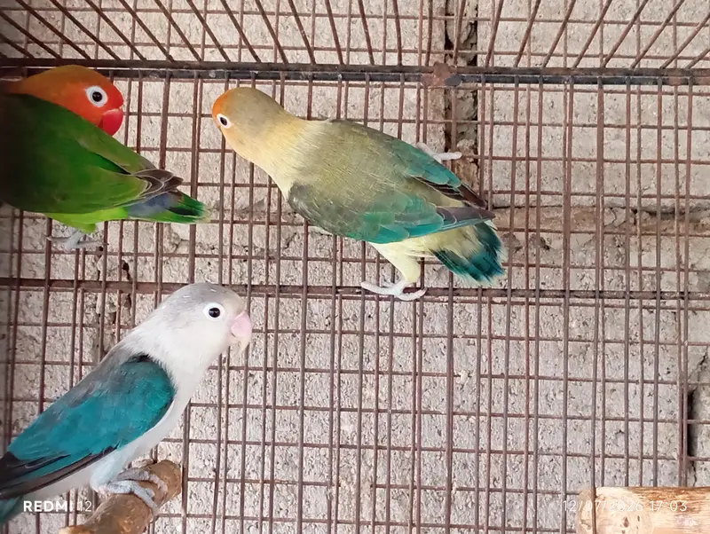 Lovebirds For Sale — photo 8