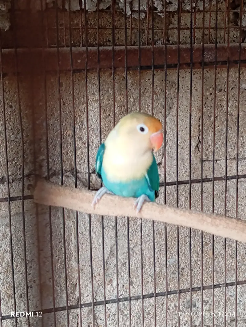 Lovebirds For Sale — photo 9