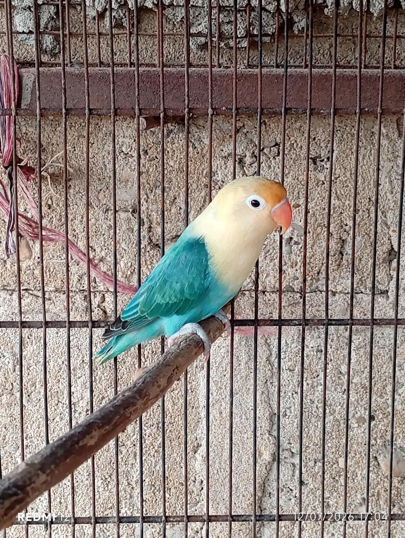 Lovebirds For Sale — photo 10