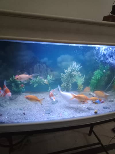 Aquarium