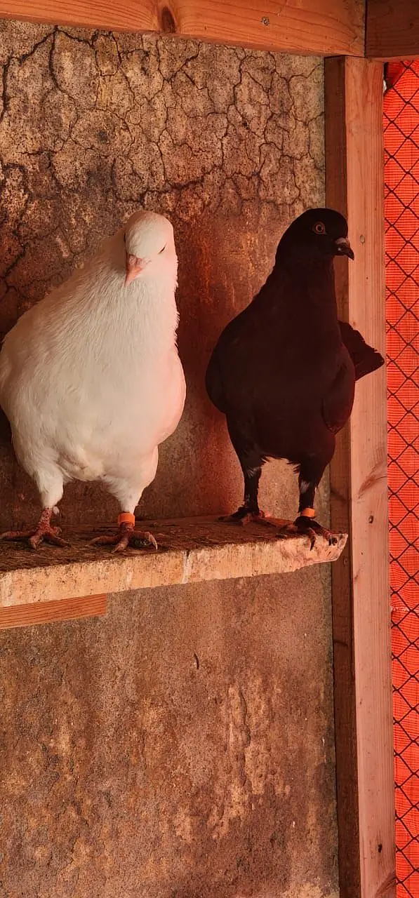 Pigeons and hens available for sale — photo 8