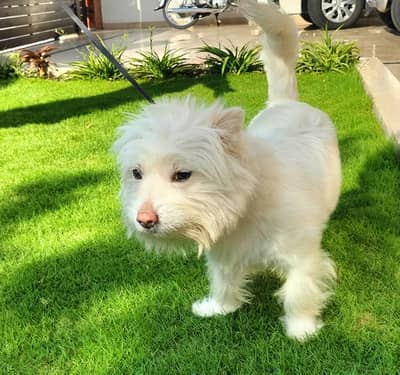 Maltese Puppy (Female), Age 18 months