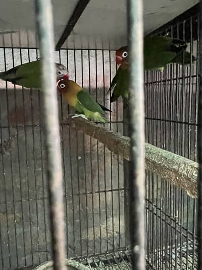 Love Bird
