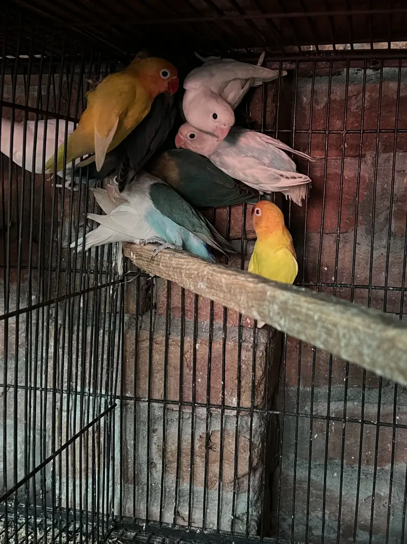 Love Bird — photo 2
