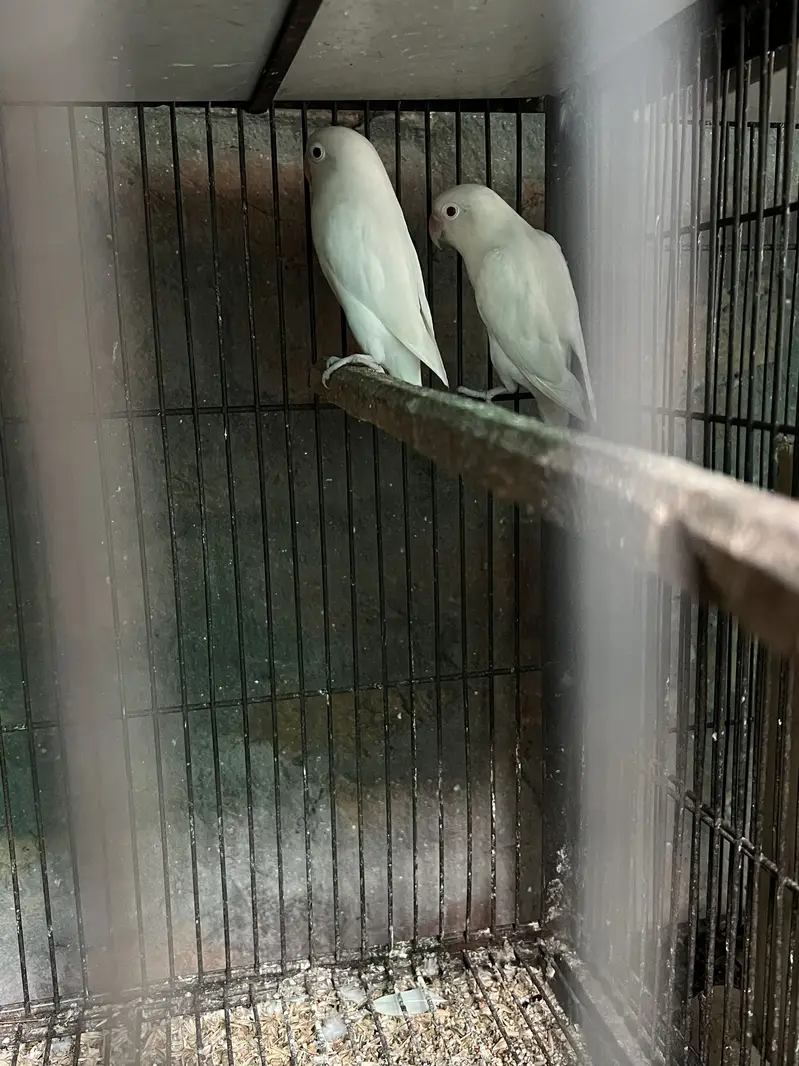 Love Bird — photo 3