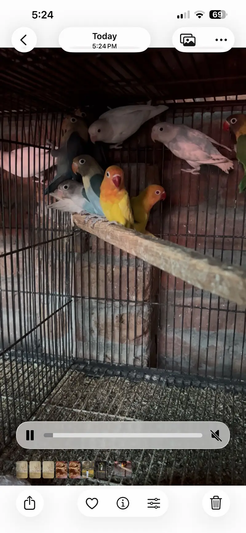Love Bird — photo 4