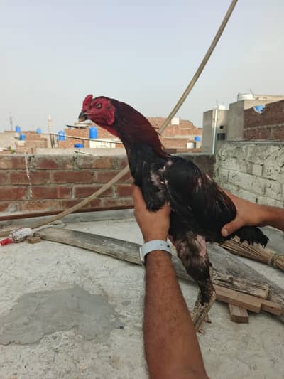 male traat hai or female shamo hai chicks hai inke