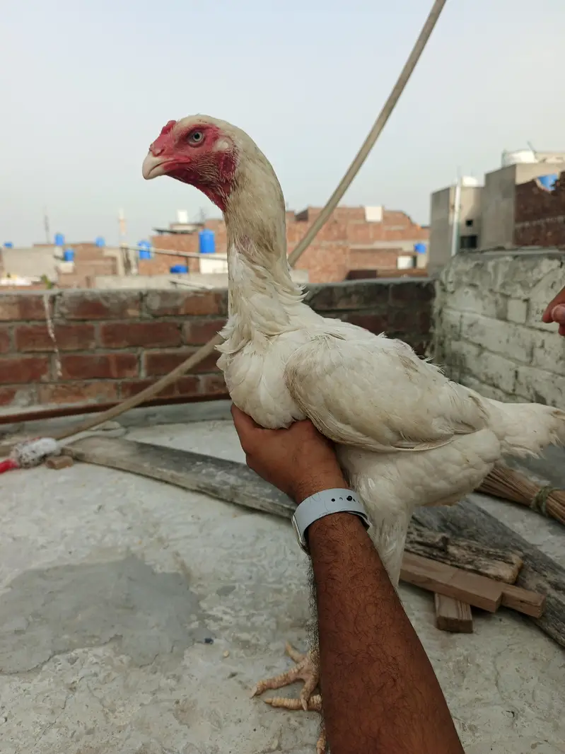 male traat hai or female shamo hai chicks hai inke — photo 2