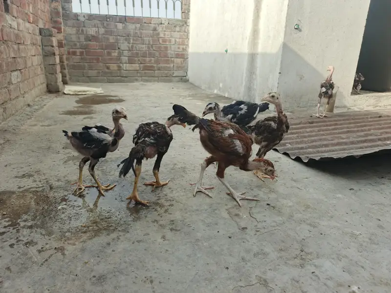 male traat hai or female shamo hai chicks hai inke — photo 3