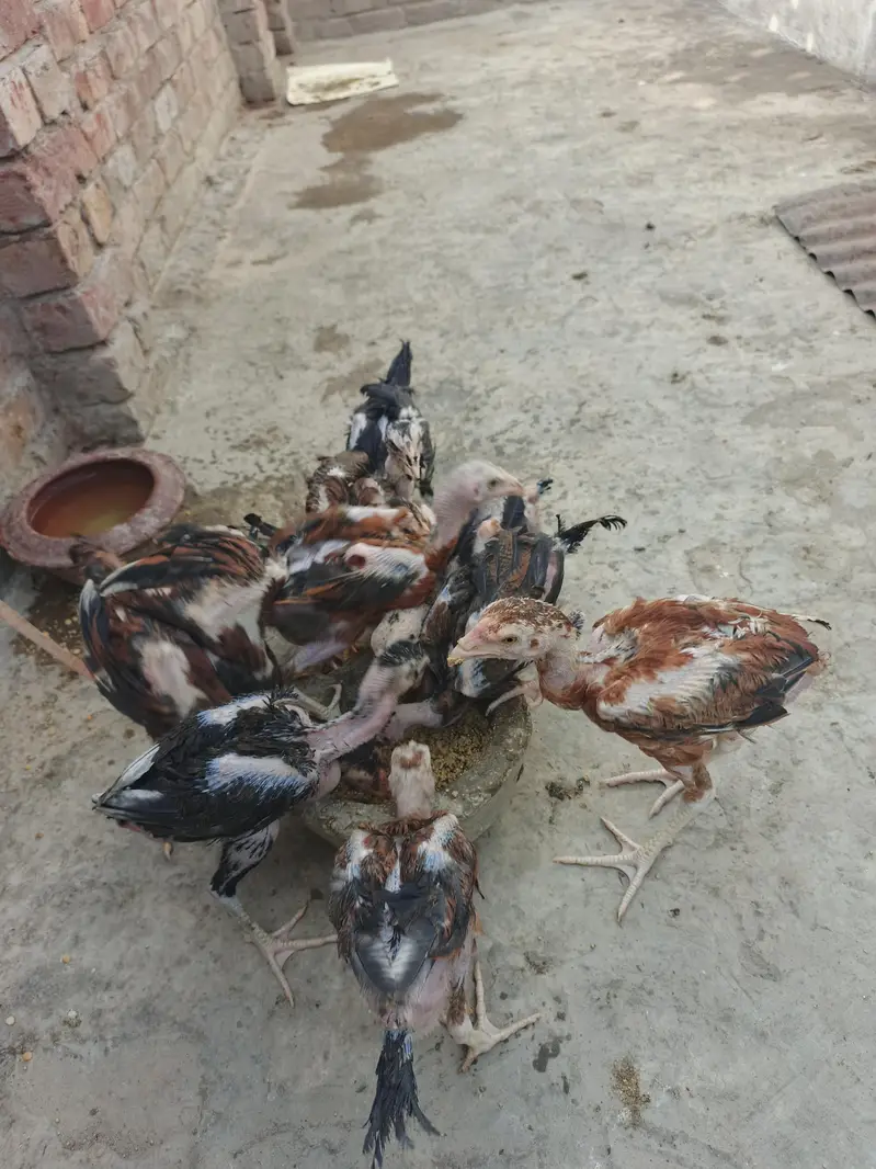 male traat hai or female shamo hai chicks hai inke — photo 4
