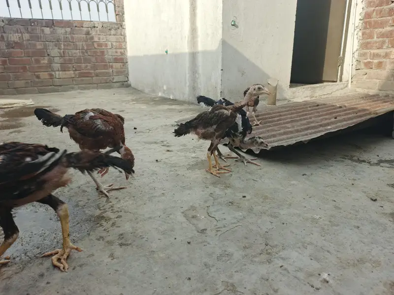 male traat hai or female shamo hai chicks hai inke — photo 5