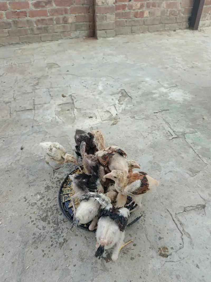 male traat hai or female shamo hai chicks hai inke — photo 6