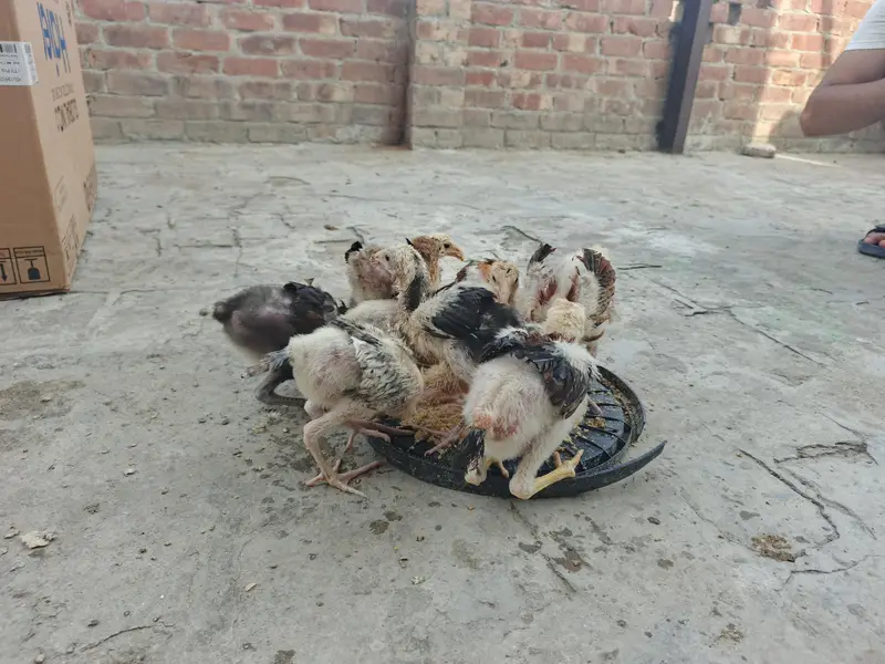 male traat hai or female shamo hai chicks hai inke — photo 7