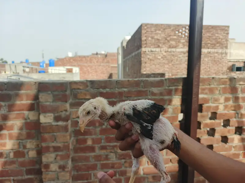 male traat hai or female shamo hai chicks hai inke — photo 8