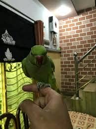 Handtamed female no bite.