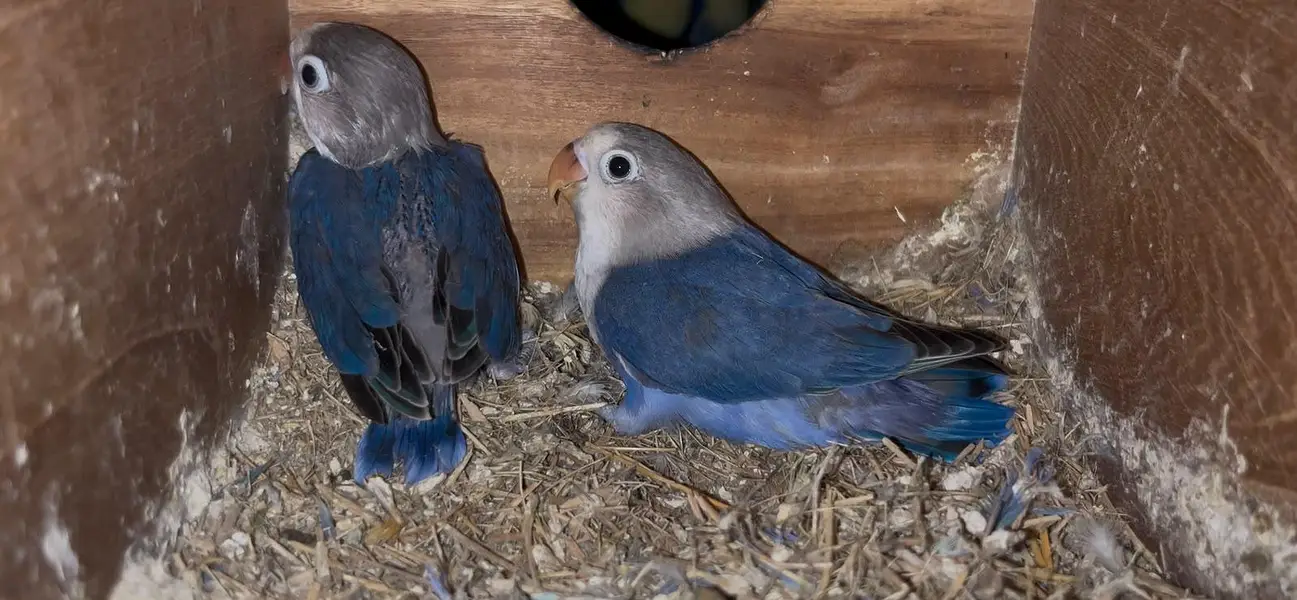 love birds pathy: 0302_6247572 — photo 2