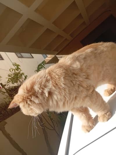 Persian Cat For Sale