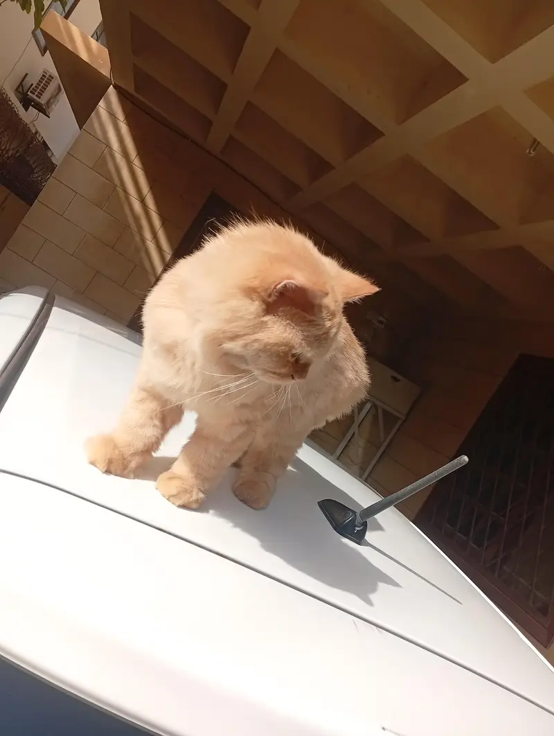 Persian Cat For Sale — photo 2